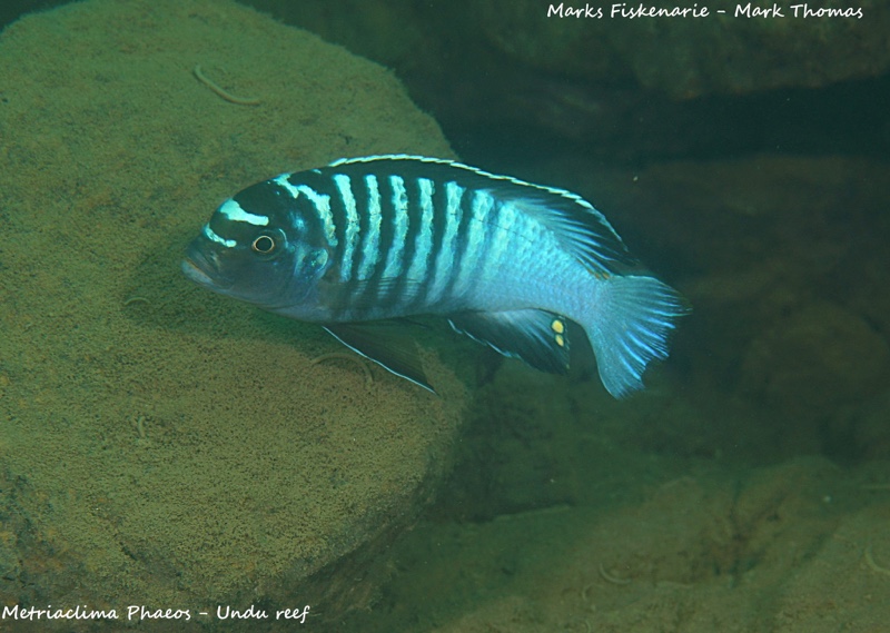 Maylandia phaeos 'Undu Reef'